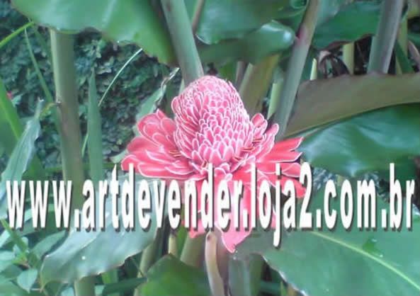 Foto de Bromelia